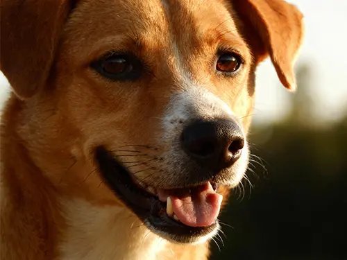 Focus on one element