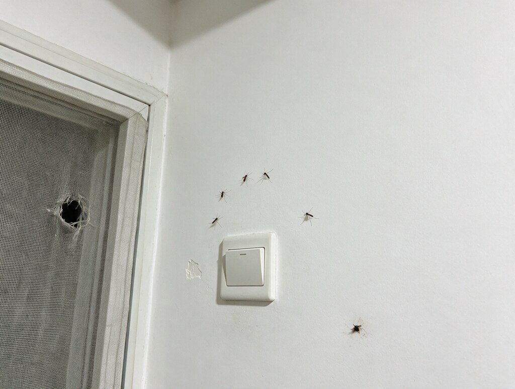 Zancudos en la pared de una recámara