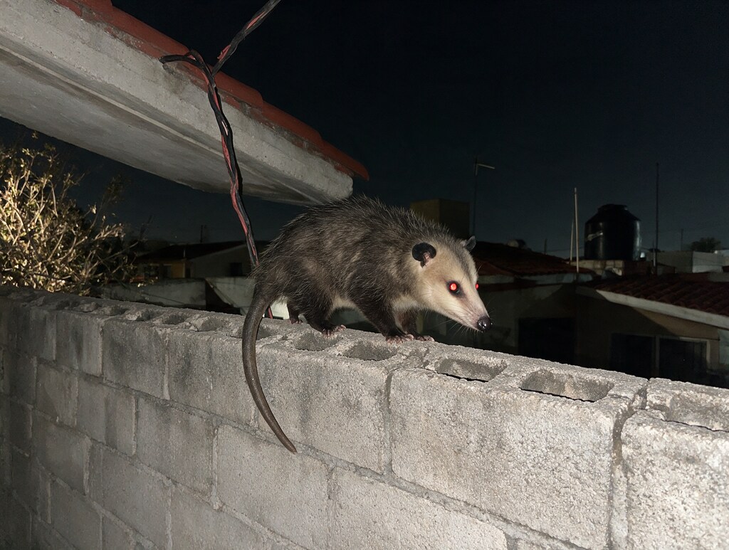 Tlacuache sobre la barda de una casa de noche